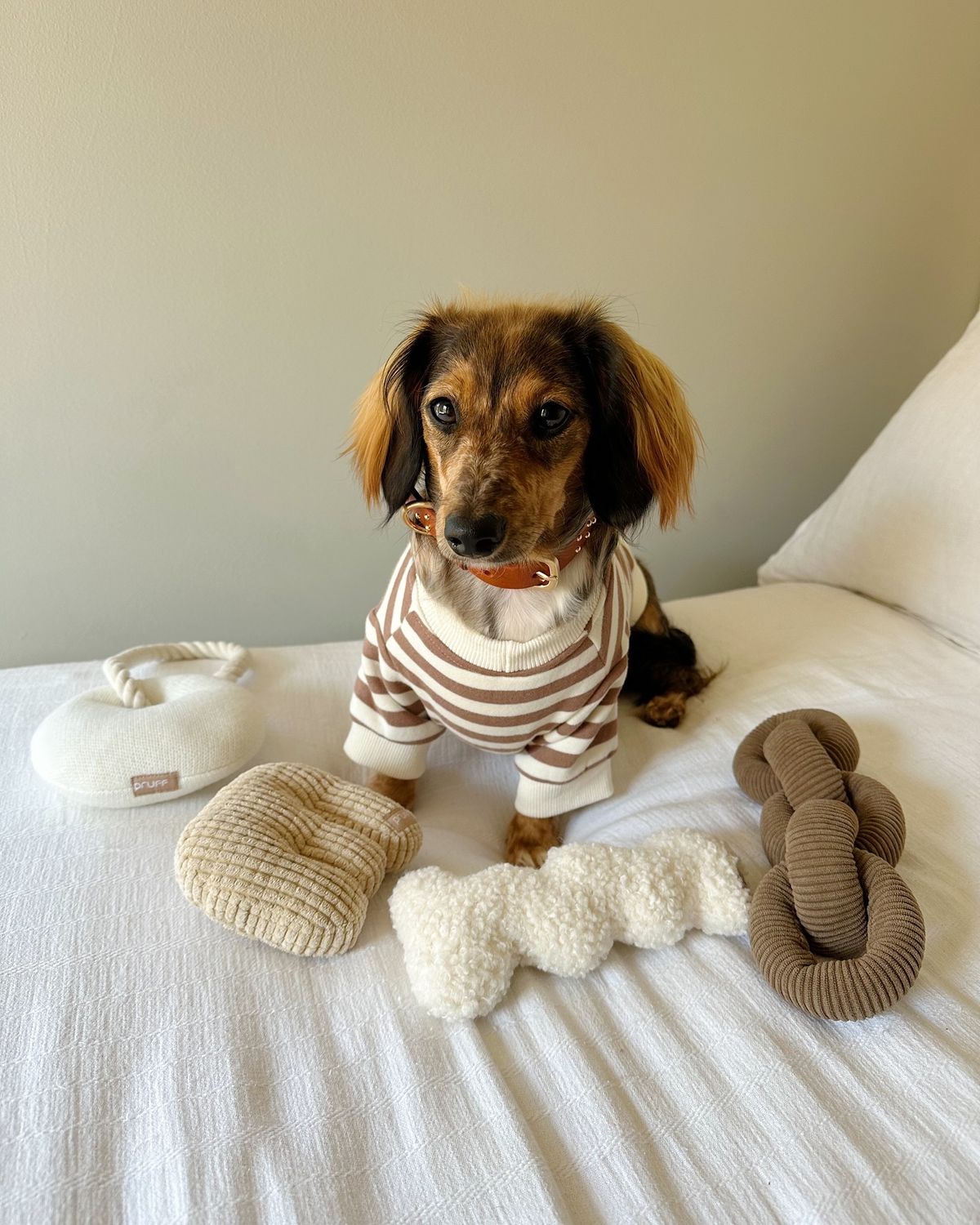 Pet lifestyle