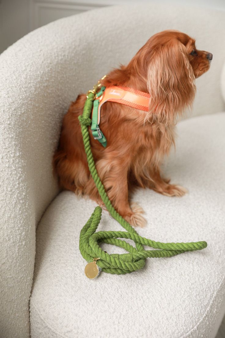 Pet accessories