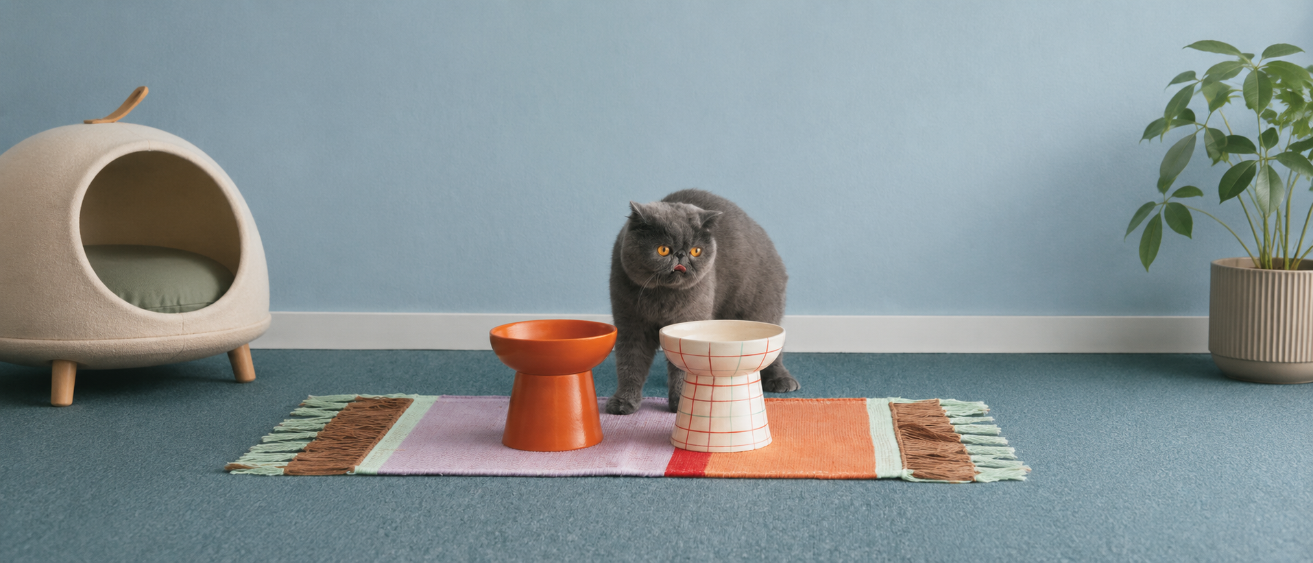 Cat beside feeding bowls in a calm and comfortable home