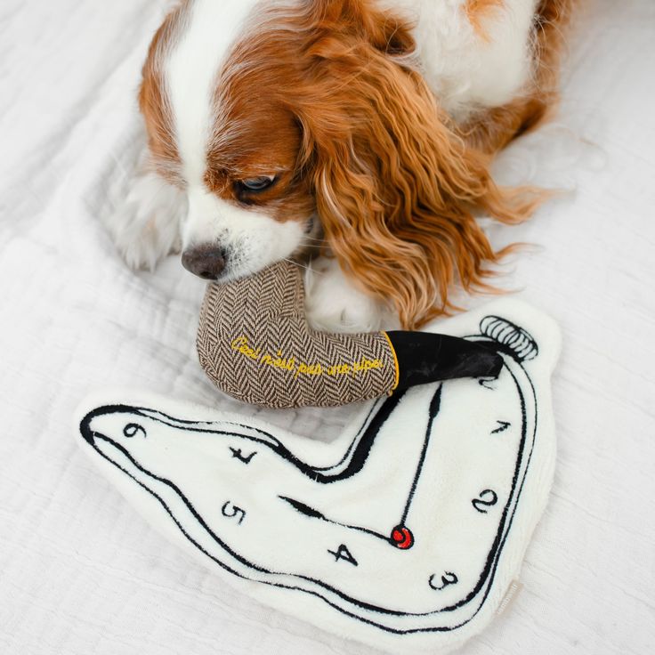 Pet Lifestyle